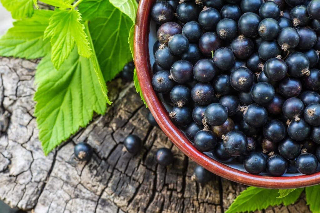 黑加仑富含抗氧化剂的浆果可以增强免疫力