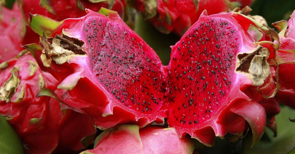 红火龙果有益于健康饮食的多种益处