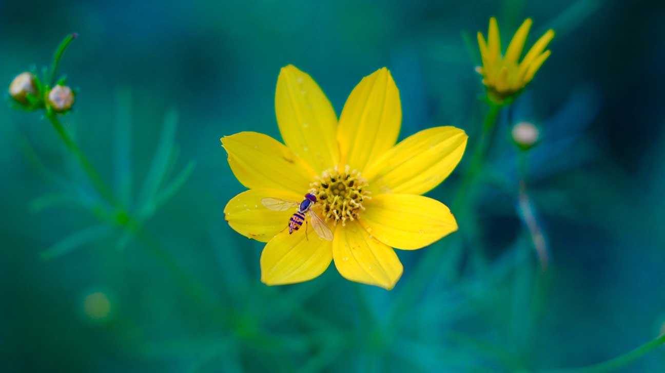 蜂花粉的作用与功效:蜂花粉的11大健康益处