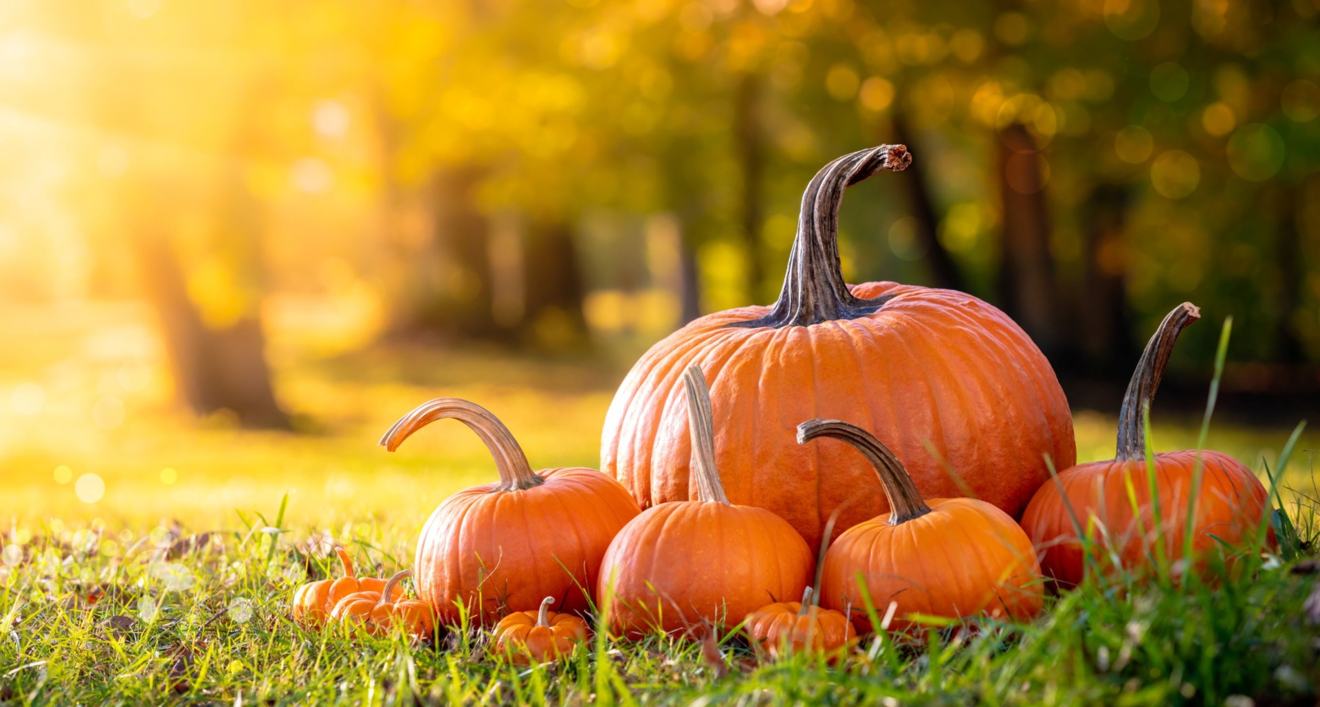 吃饱也不囤积脂肪!南瓜降血压血糖、抗老排毒多效合