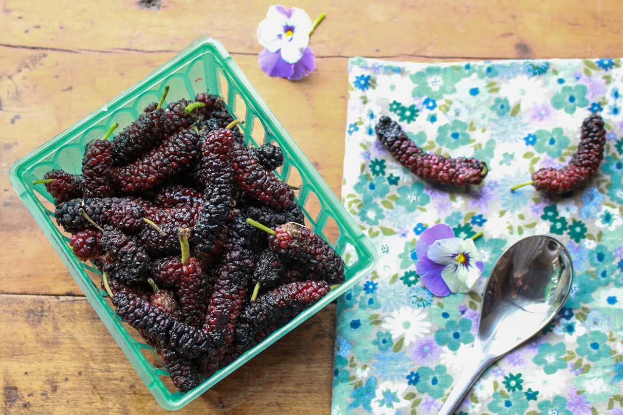 这水果抗病毒超强!桑椹护眼效果更胜蓝莓 中医教这样煮好防疫、最养眼、又护心